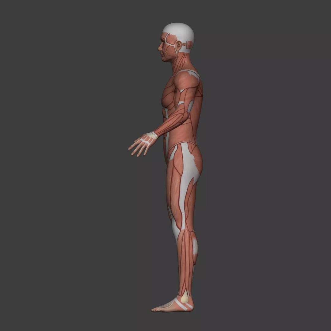 Muscle Anatomy Man 3D Model – Rigged Low-Poly Character with Textures - View 14