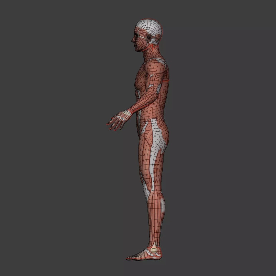 Muscle Anatomy Man 3D Model – Rigged Low-Poly Character with Textures - View 15