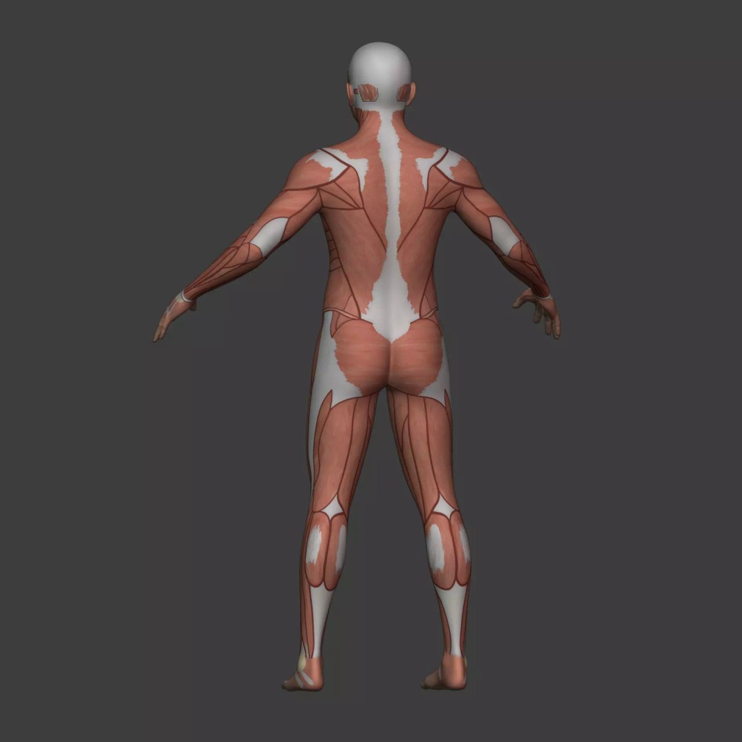 Muscle Anatomy Man 3D Model – Rigged Low-Poly Character with Textures - View 16