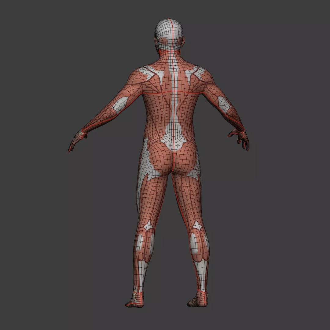 Muscle Anatomy Man 3D Model – Rigged Low-Poly Character with Textures - View 17