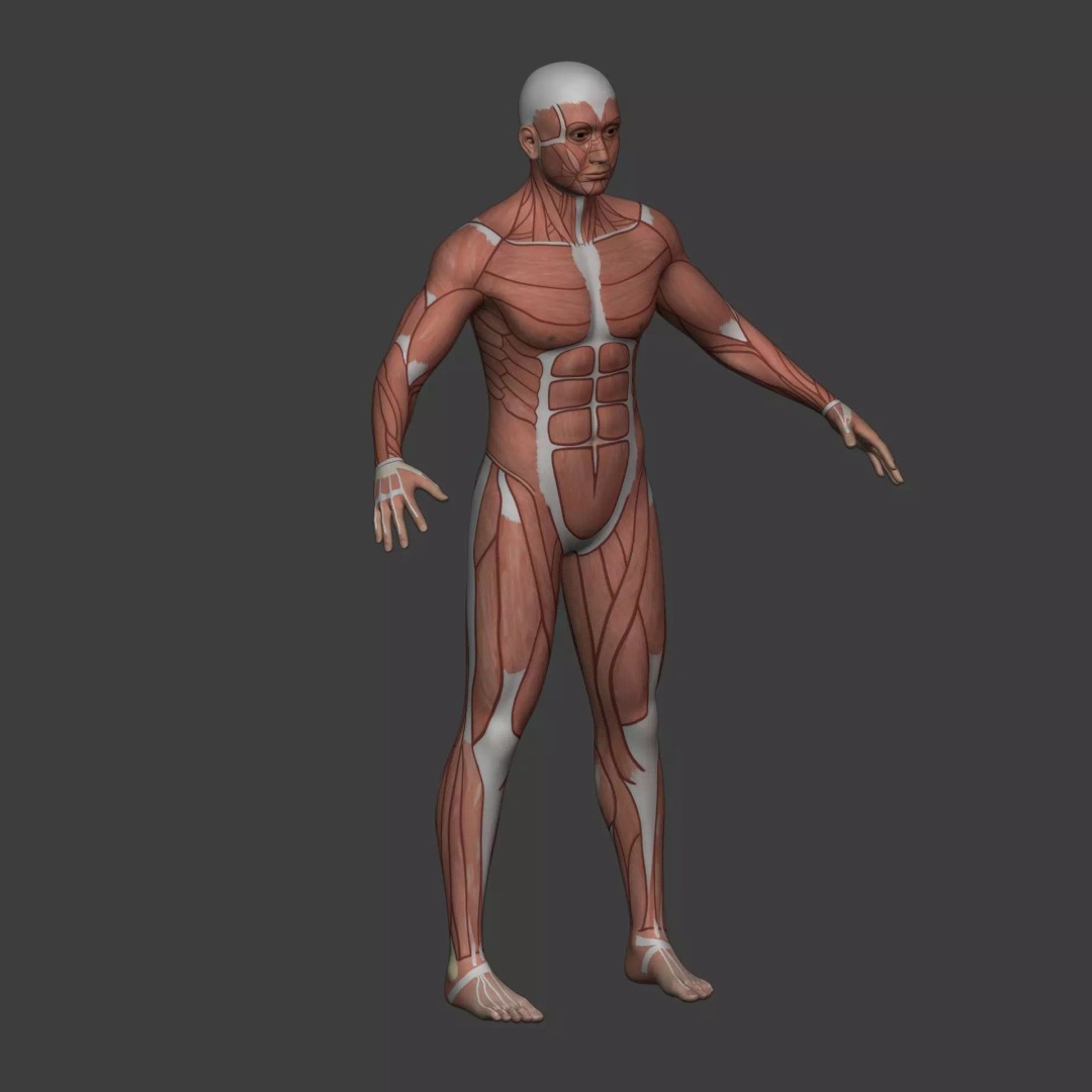 Muscle Anatomy Man 3D Model – Rigged Low-Poly Character with Textures - View 18