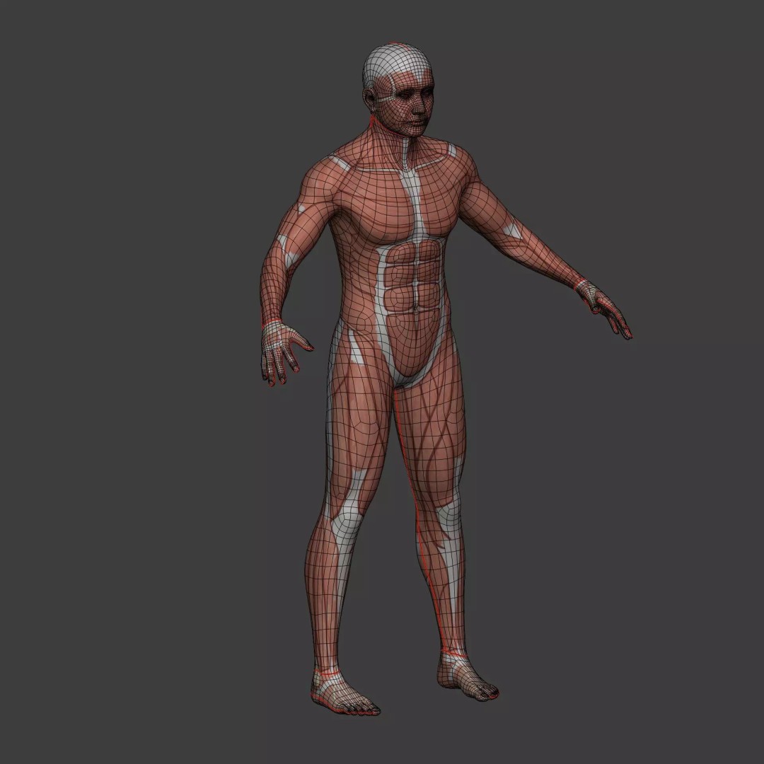 Muscle Anatomy Man 3D Model – Rigged Low-Poly Character with Textures - View 19