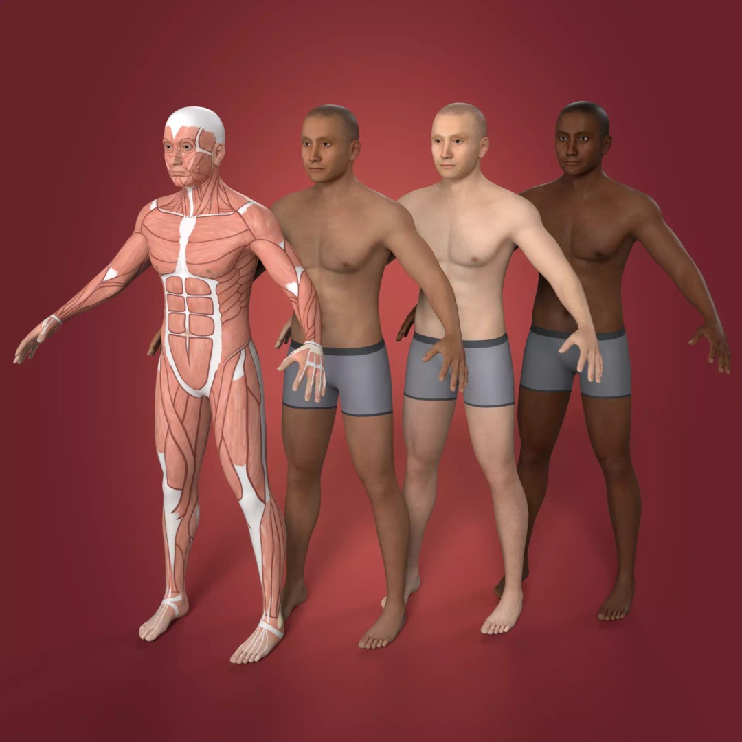 Muscle Anatomy Man 3D Model – Rigged Low-Poly Character with Textures - View 2