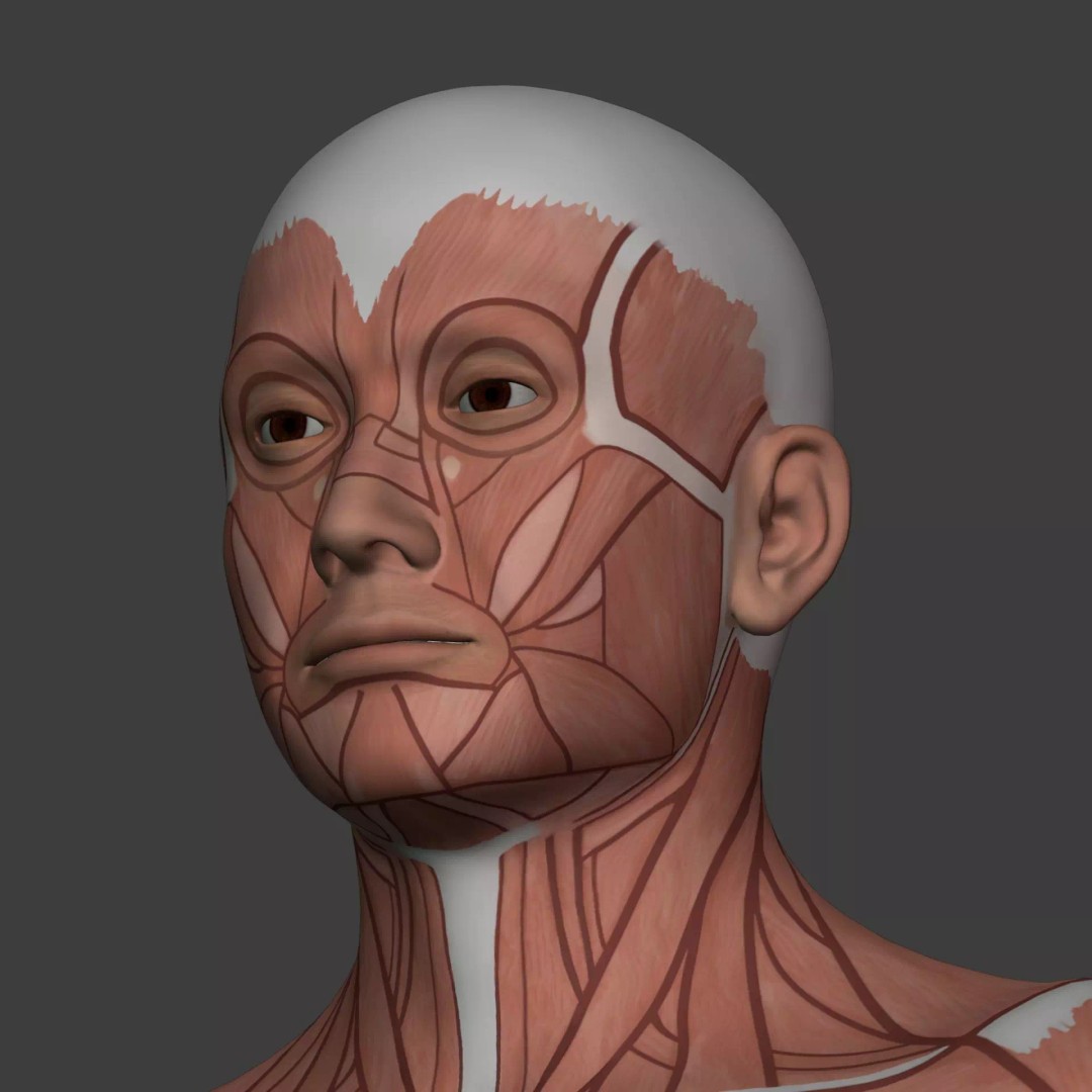 Muscle Anatomy Man 3D Model – Rigged Low-Poly Character with Textures - View 20