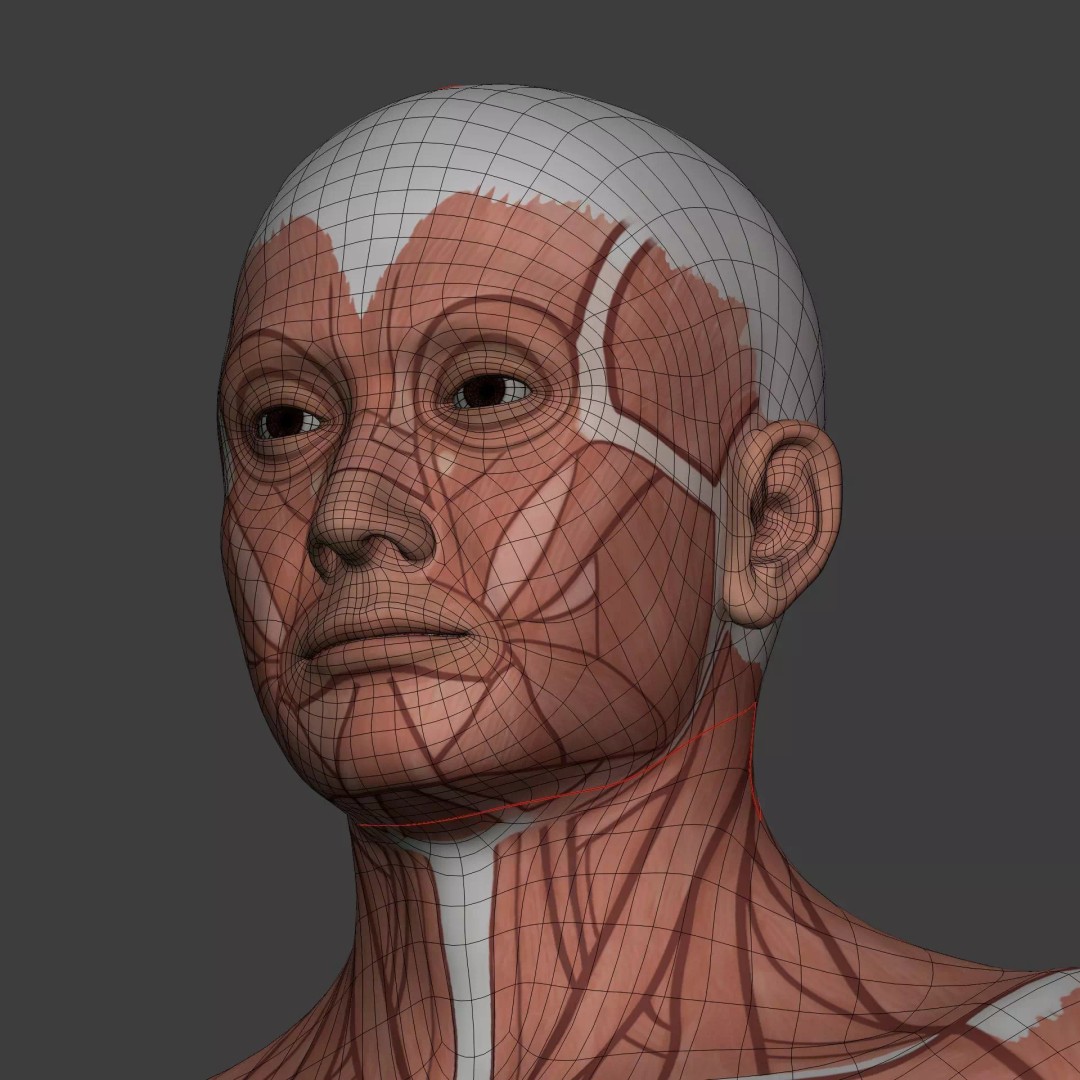 Muscle Anatomy Man 3D Model – Rigged Low-Poly Character with Textures - View 21