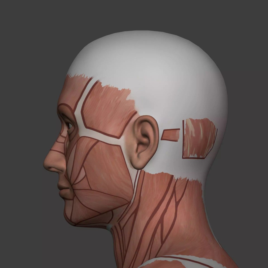 Muscle Anatomy Man 3D Model – Rigged Low-Poly Character with Textures - View 22