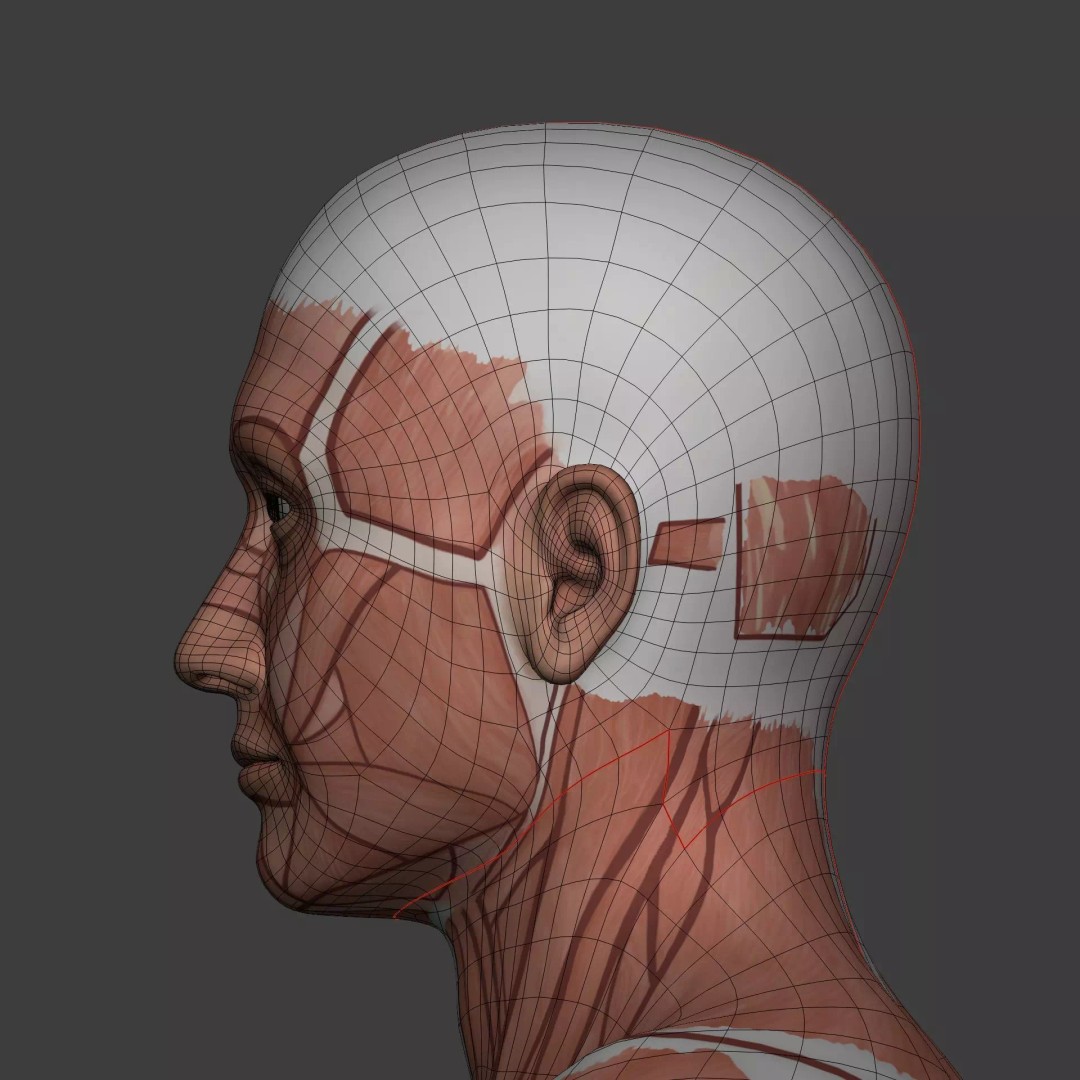 Muscle Anatomy Man 3D Model – Rigged Low-Poly Character with Textures - View 23