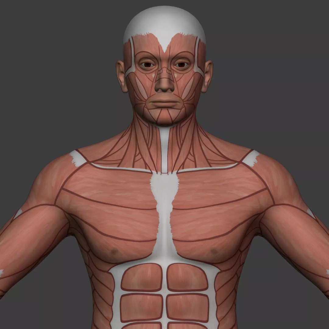 Muscle Anatomy Man 3D Model – Rigged Low-Poly Character with Textures - View 26