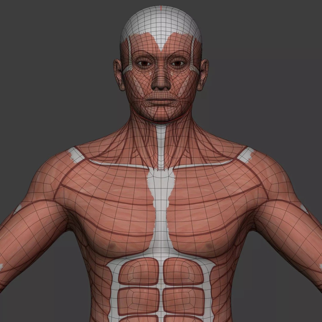 Muscle Anatomy Man 3D Model – Rigged Low-Poly Character with Textures - View 27