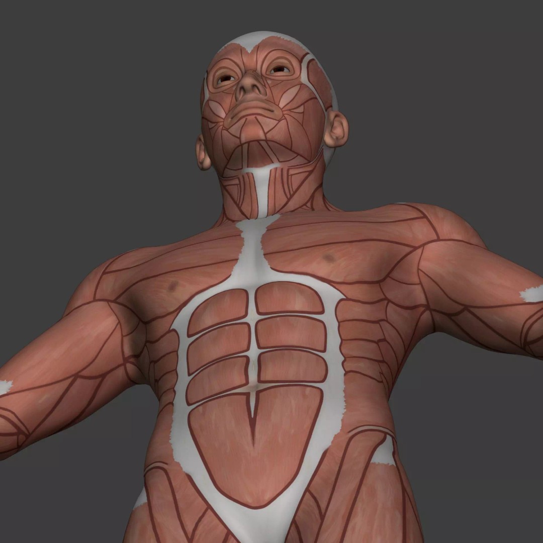 Muscle Anatomy Man 3D Model – Rigged Low-Poly Character with Textures - View 28