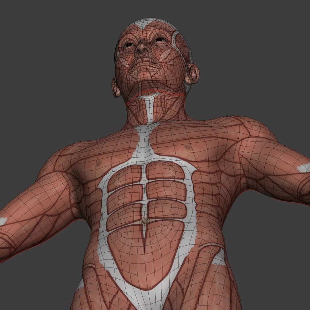 Muscle Anatomy Man 3D Model – Rigged Low-Poly Character with Textures - View 29