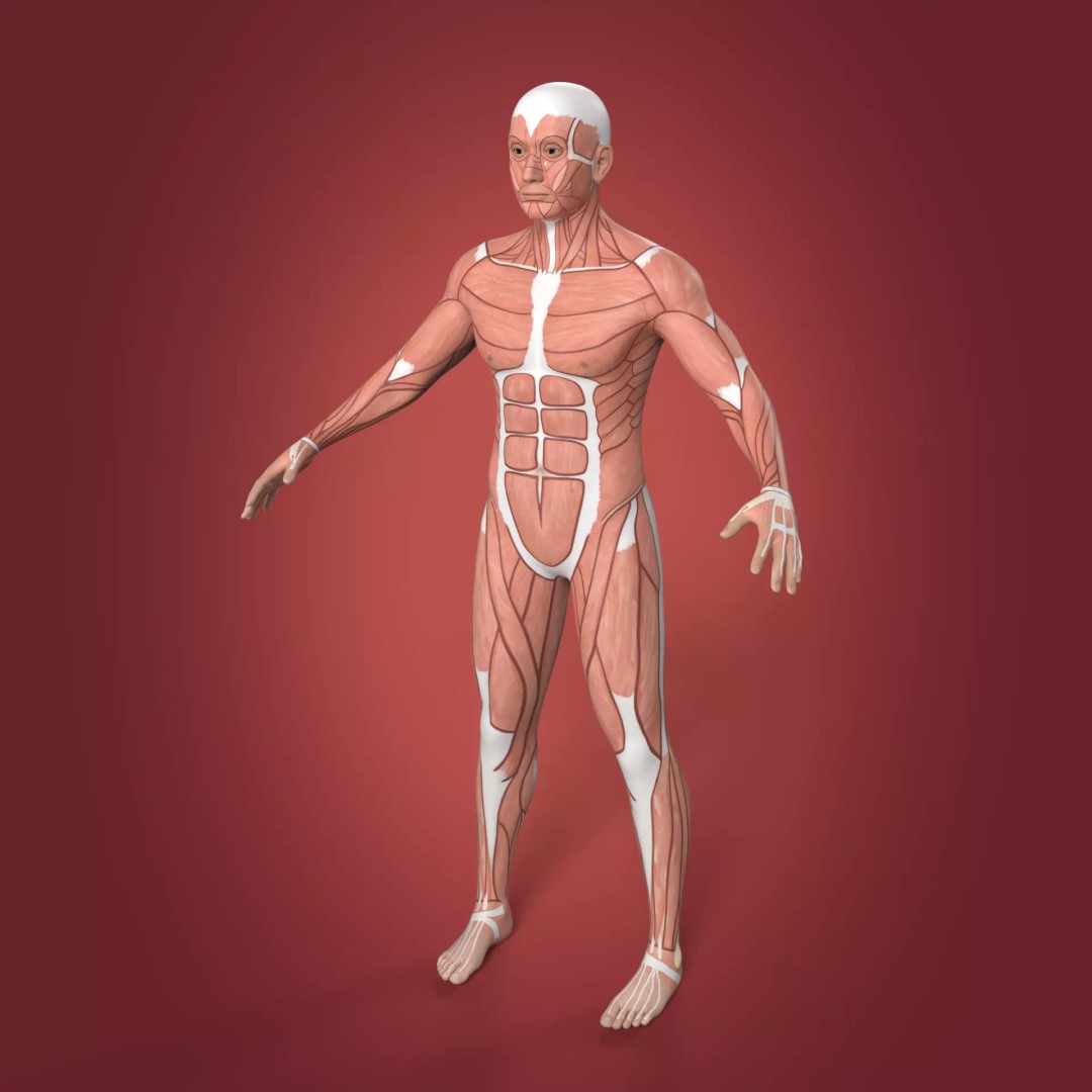 Muscle Anatomy Man 3D Model – Rigged Low-Poly Character with Textures - View 3