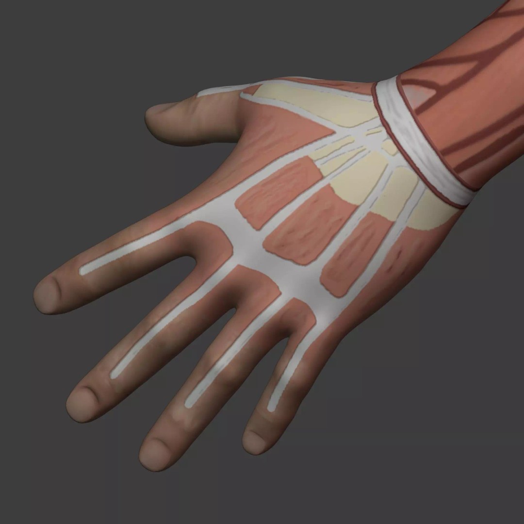 Muscle Anatomy Man 3D Model – Rigged Low-Poly Character with Textures - View 30