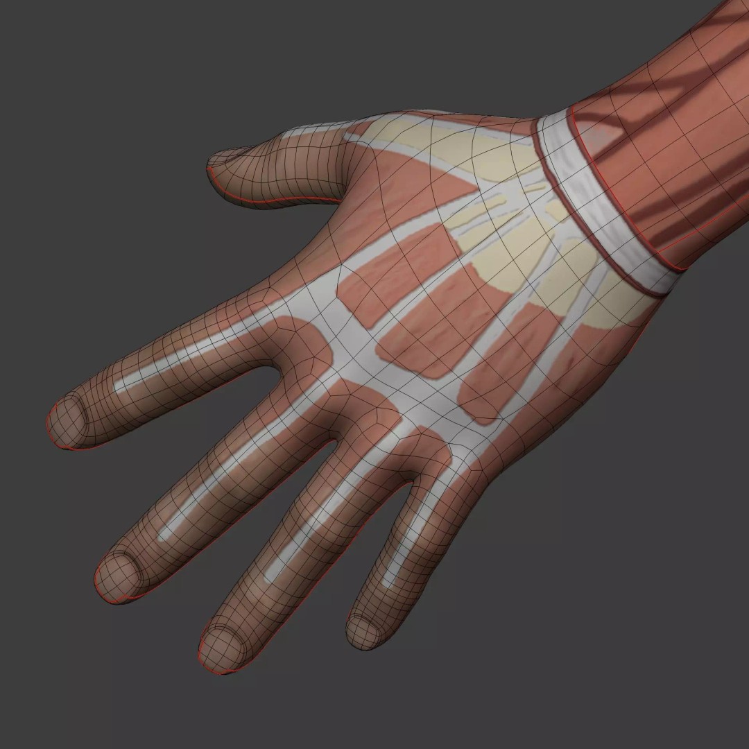 Muscle Anatomy Man 3D Model – Rigged Low-Poly Character with Textures - View 31