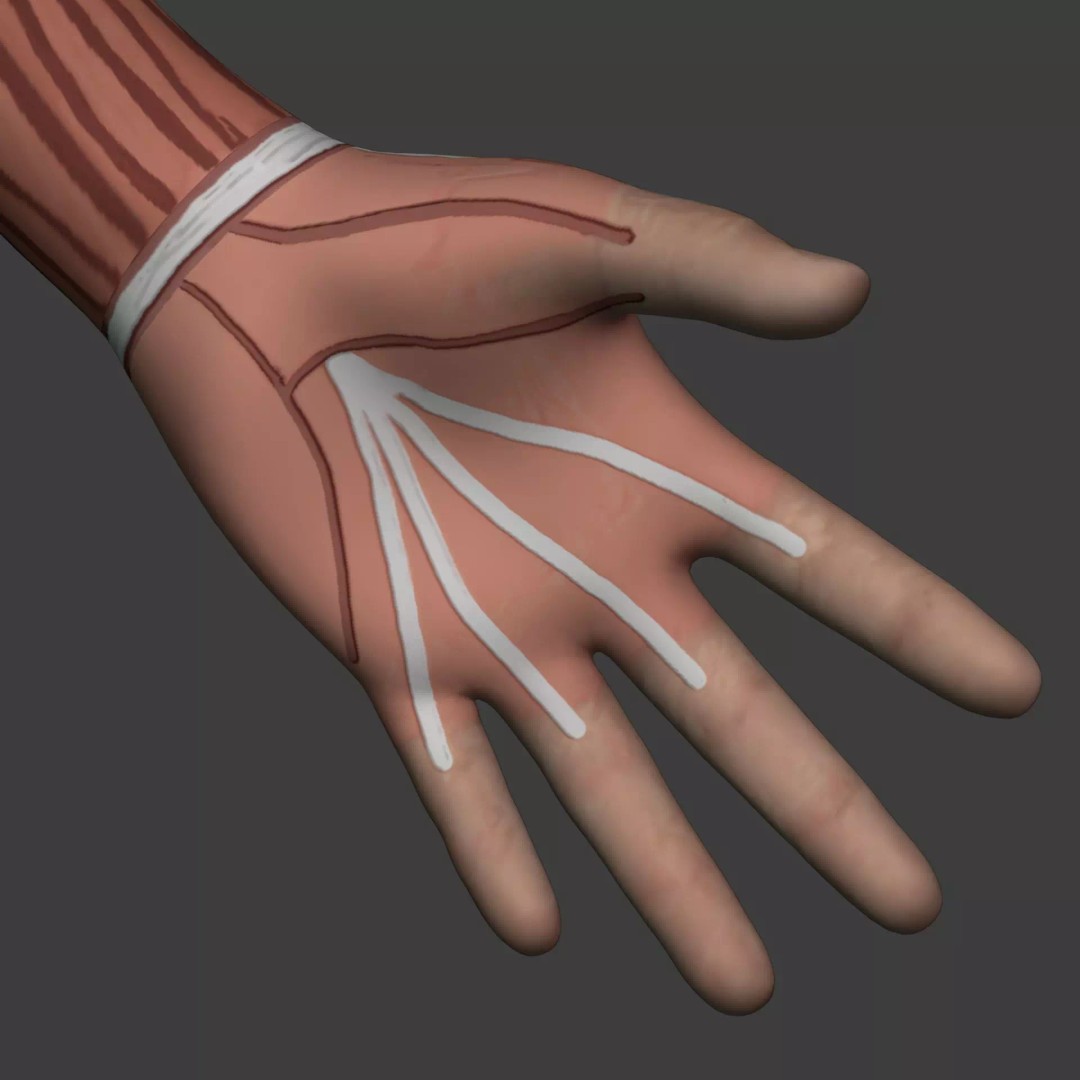 Muscle Anatomy Man 3D Model – Rigged Low-Poly Character with Textures - View 32
