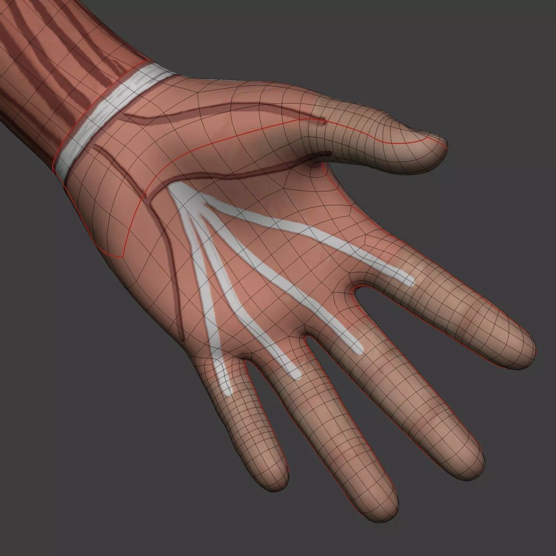 Muscle Anatomy Man 3D Model – Rigged Low-Poly Character with Textures - View 33
