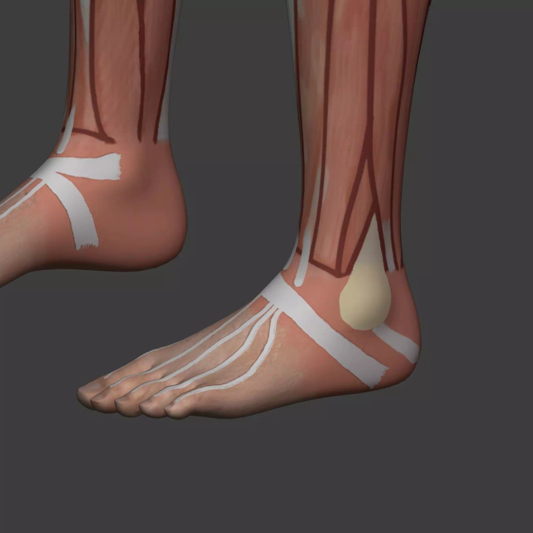 Muscle Anatomy Man 3D Model – Rigged Low-Poly Character with Textures - View 34