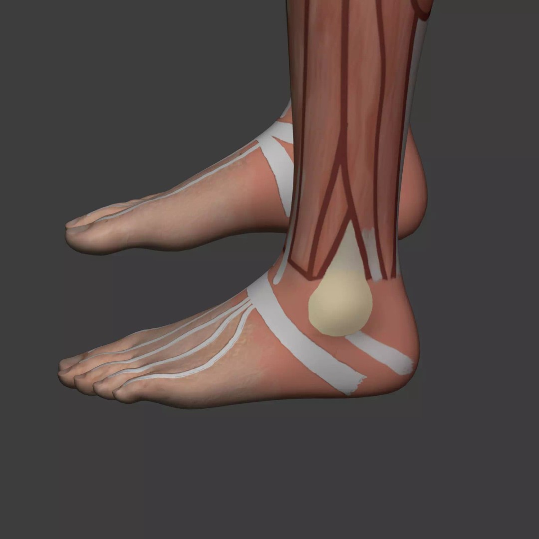 Muscle Anatomy Man 3D Model – Rigged Low-Poly Character with Textures - View 36