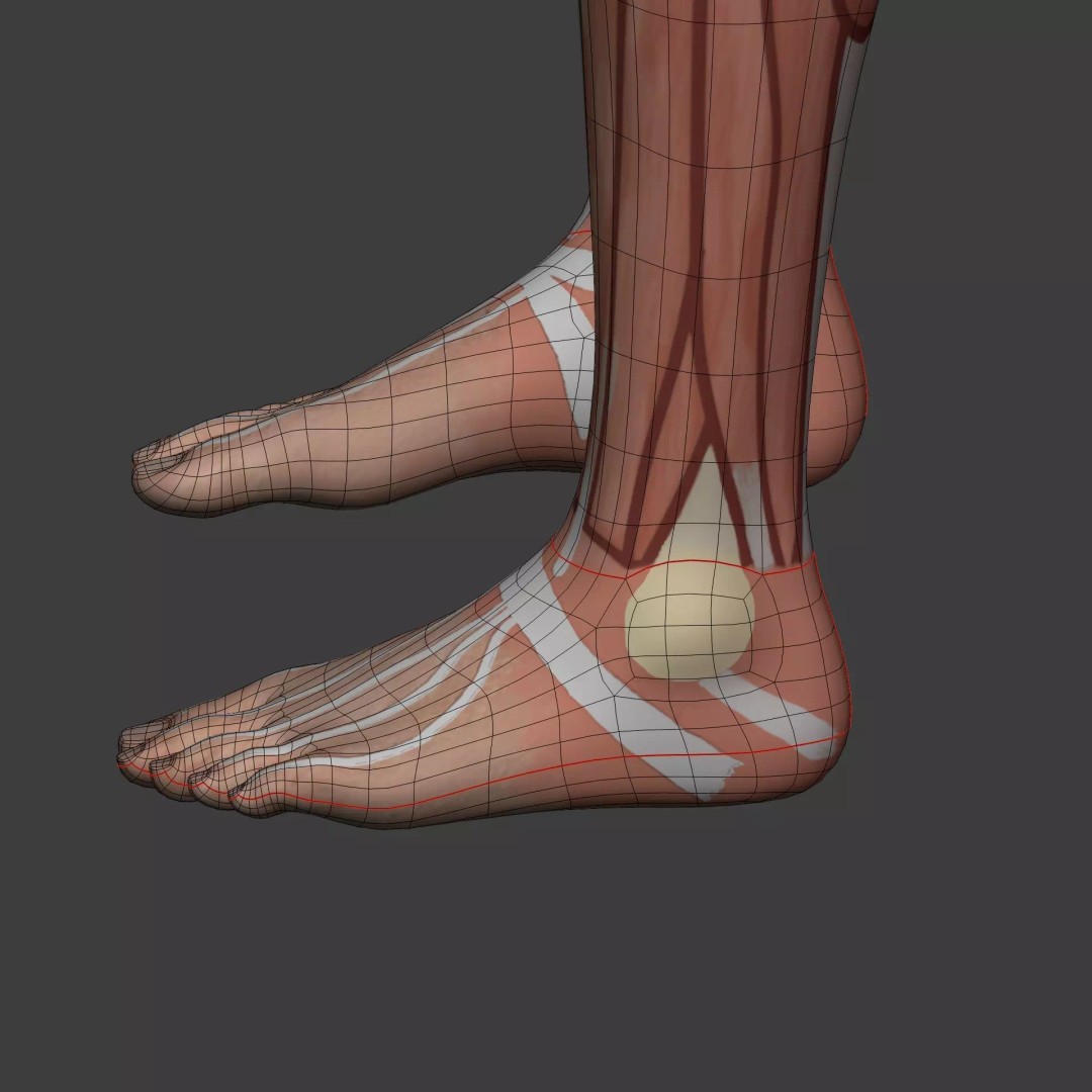 Muscle Anatomy Man 3D Model – Rigged Low-Poly Character with Textures - View 37