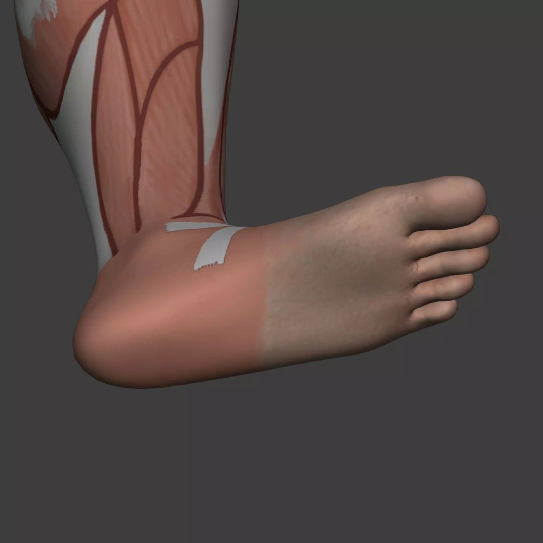 Muscle Anatomy Man 3D Model – Rigged Low-Poly Character with Textures - View 38