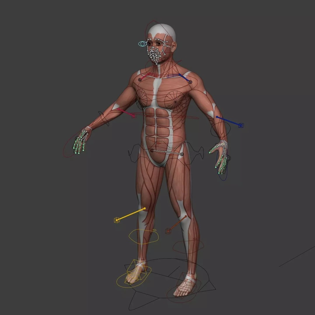 Muscle Anatomy Man 3D Model – Rigged Low-Poly Character with Textures - View 4