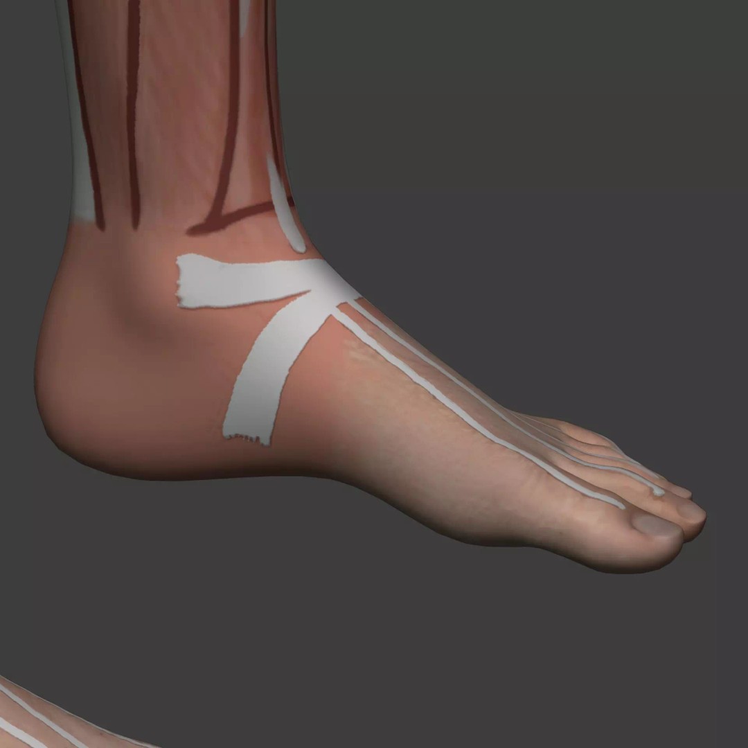 Muscle Anatomy Man 3D Model – Rigged Low-Poly Character with Textures - View 40