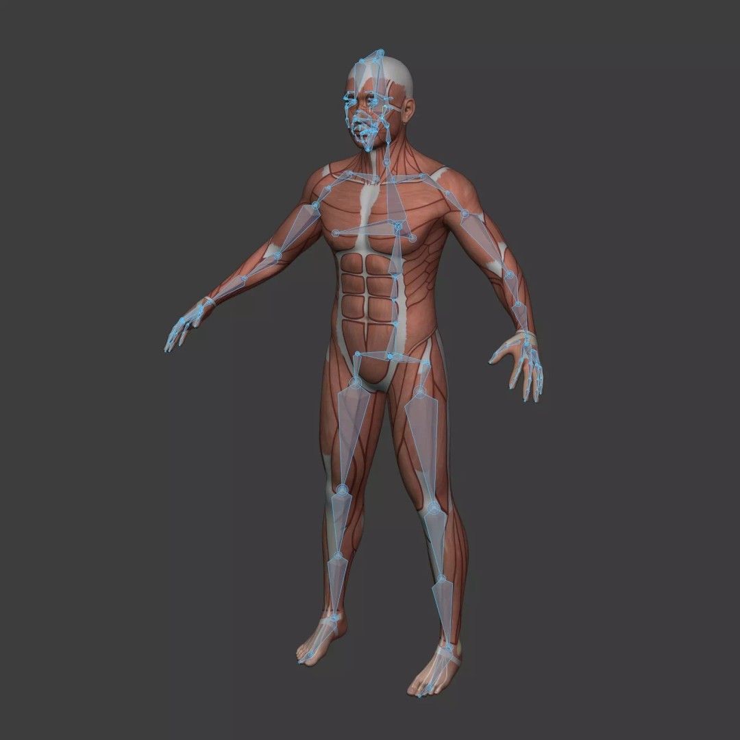 Muscle Anatomy Man 3D Model – Rigged Low-Poly Character with Textures - View 5