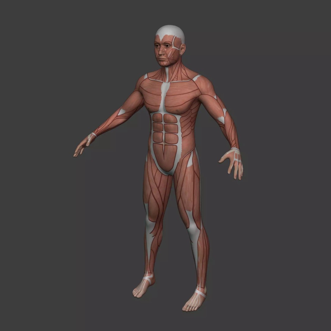Muscle Anatomy Man 3D Model – Rigged Low-Poly Character with Textures - View 6