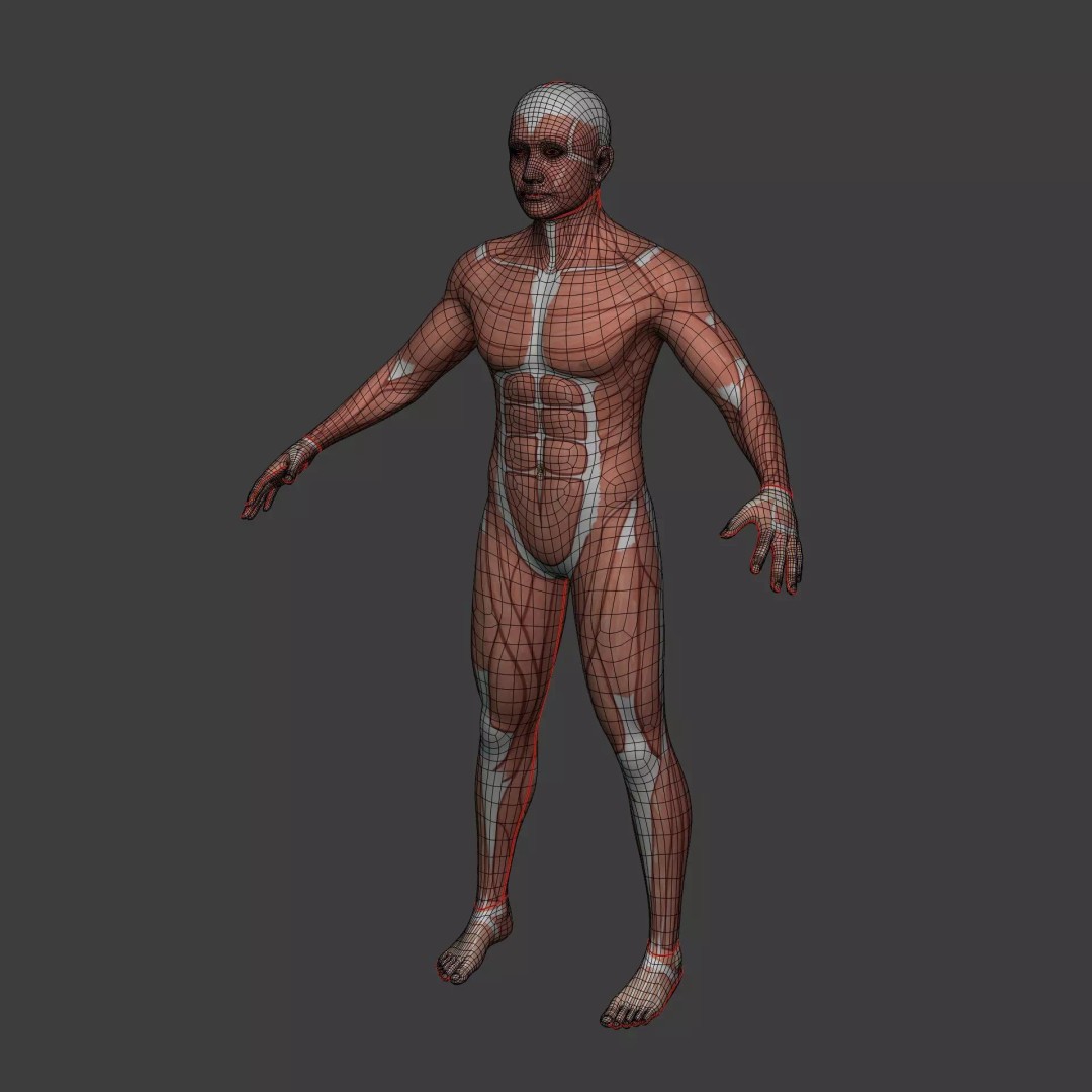 Muscle Anatomy Man 3D Model – Rigged Low-Poly Character with Textures - View 7