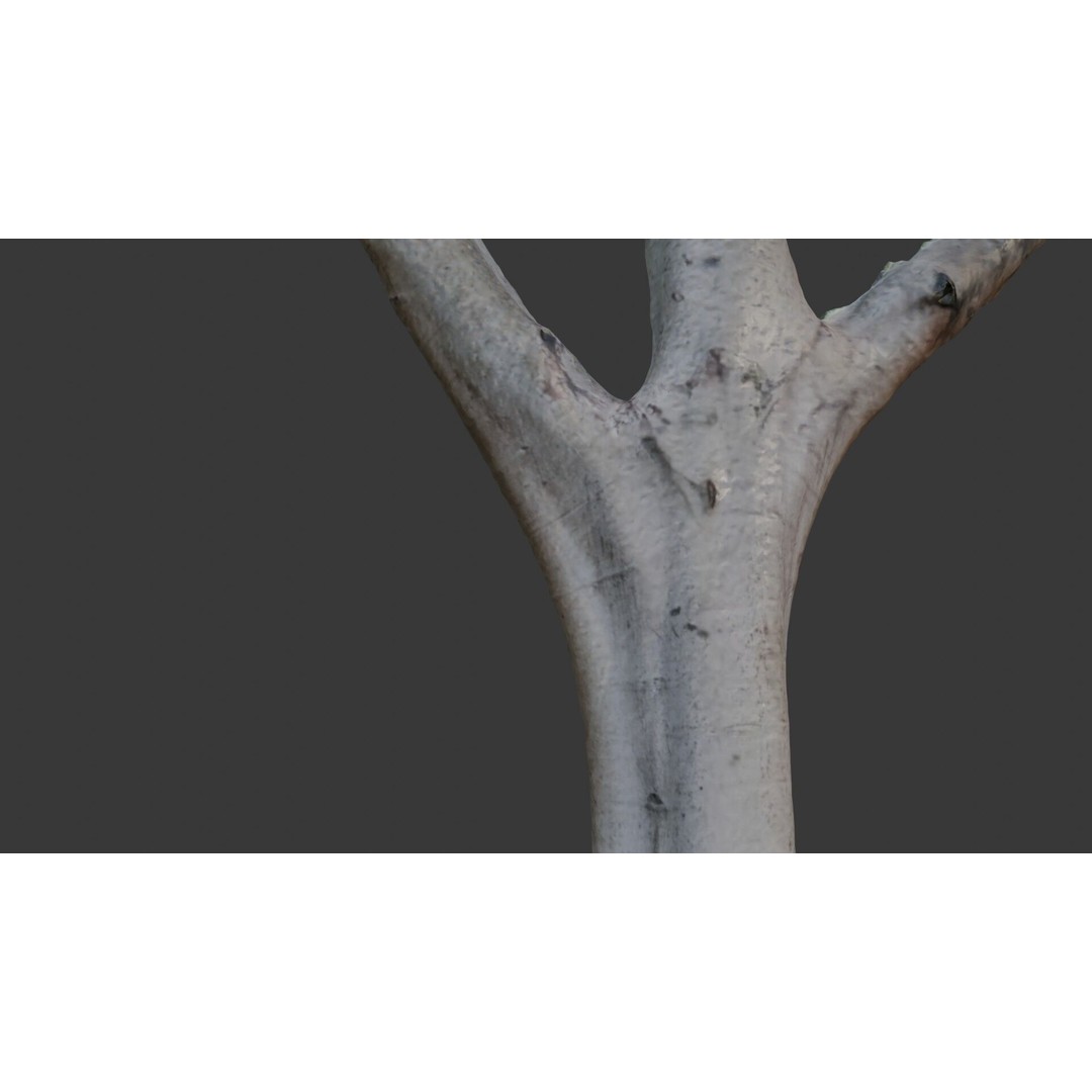 Forked Tree Trunk 3D Model – Low Poly Game Asset, PBR Textures, FBX - View 5