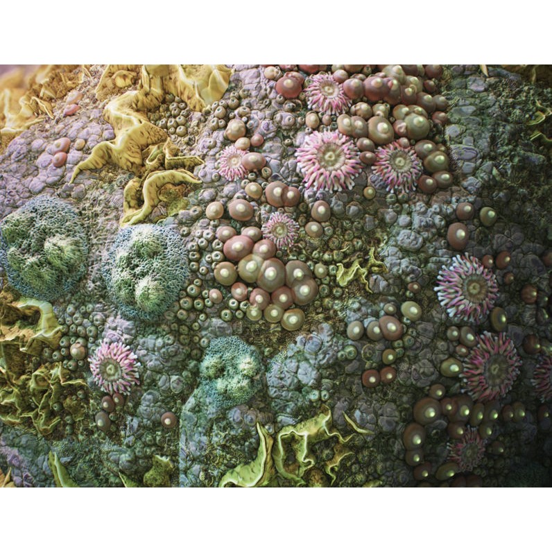 Coral Reef 3D Model – PBR Tileable Texture for Underwater Scenes - View 3