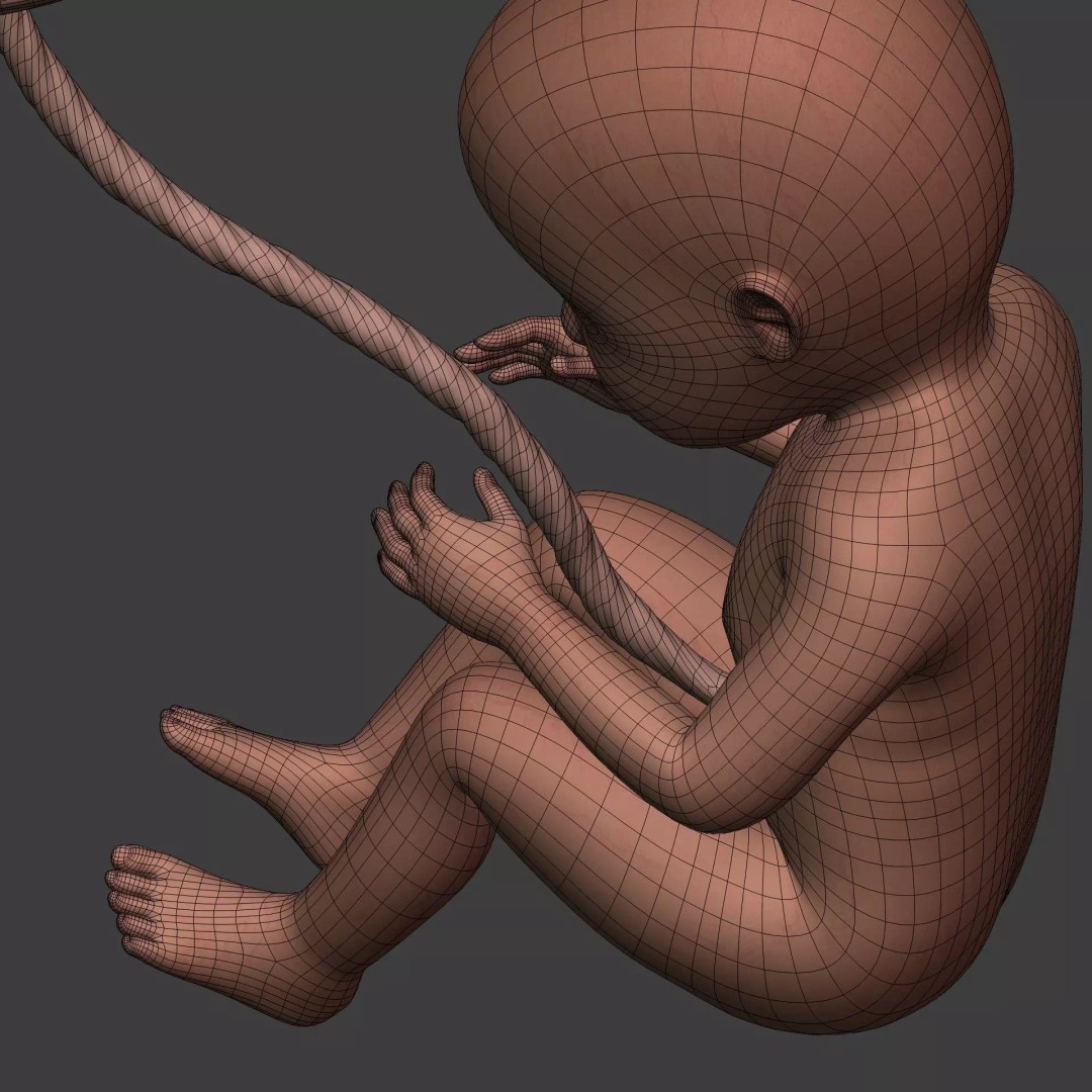 Human Fetus 3D Model – Textured Low Poly Anatomy Asset, Blender