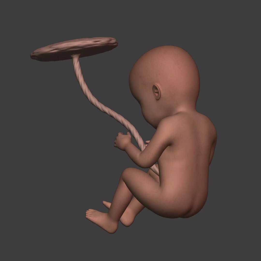 Human Fetus 3D Model – Textured Low Poly Anatomy Asset, Blender - View 11