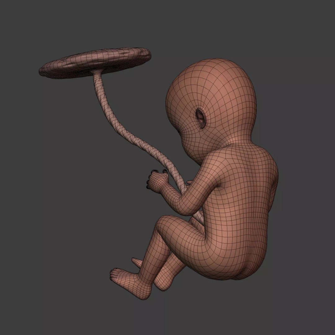 Human Fetus 3D Model – Textured Low Poly Anatomy Asset, Blender - View 12