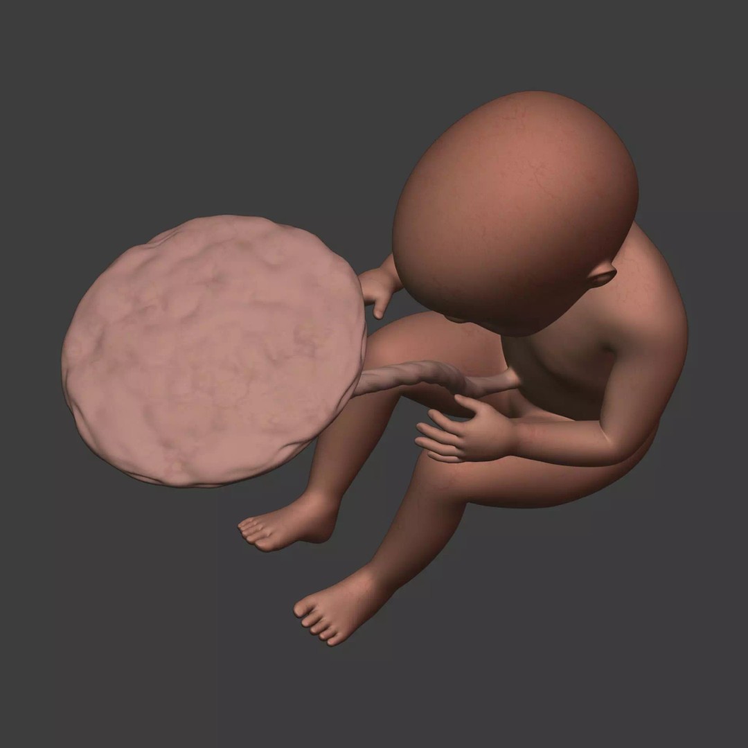 Human Fetus 3D Model – Textured Low Poly Anatomy Asset, Blender - View 13