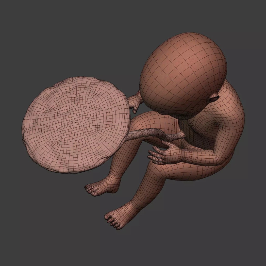 Human Fetus 3D Model – Textured Low Poly Anatomy Asset, Blender - View 14