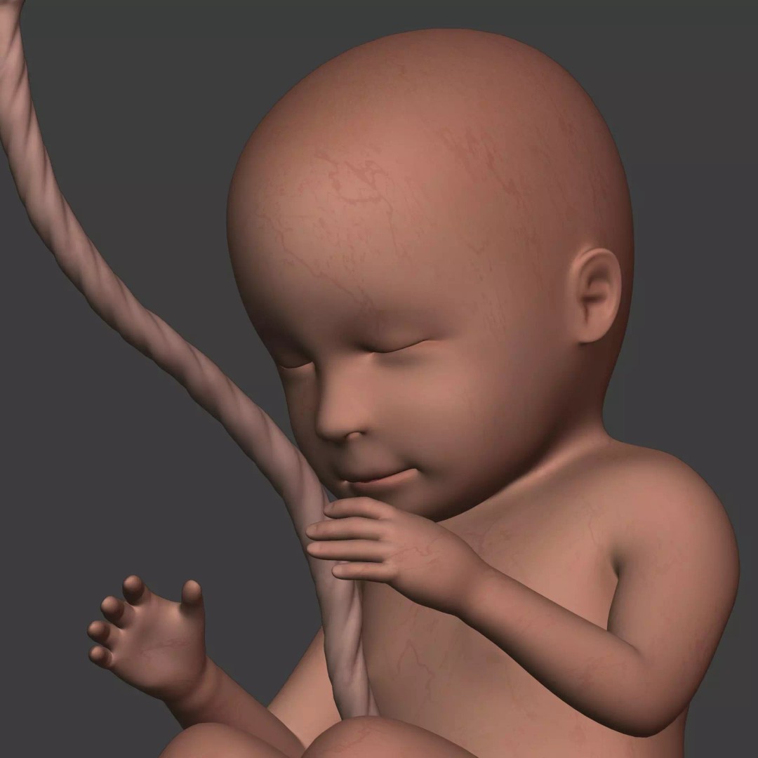 Human Fetus 3D Model – Textured Low Poly Anatomy Asset, Blender - View 15