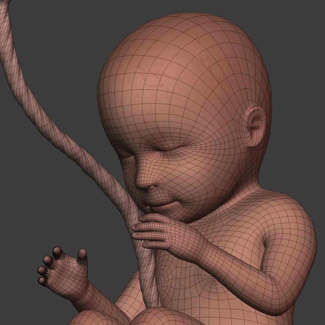 Human Fetus 3D Model – Textured Low Poly Anatomy Asset, Blender - View 16