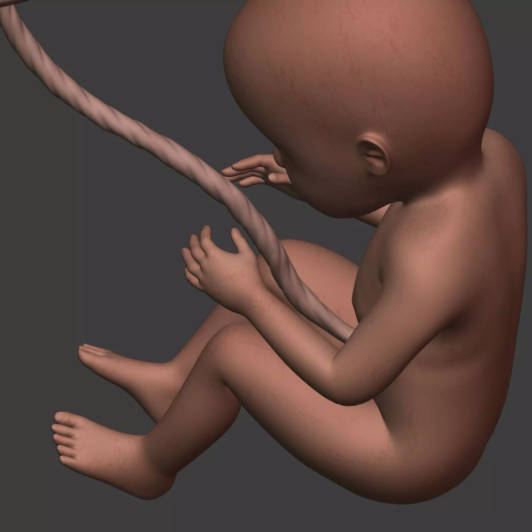 Human Fetus 3D Model – Textured Low Poly Anatomy Asset, Blender - View 17