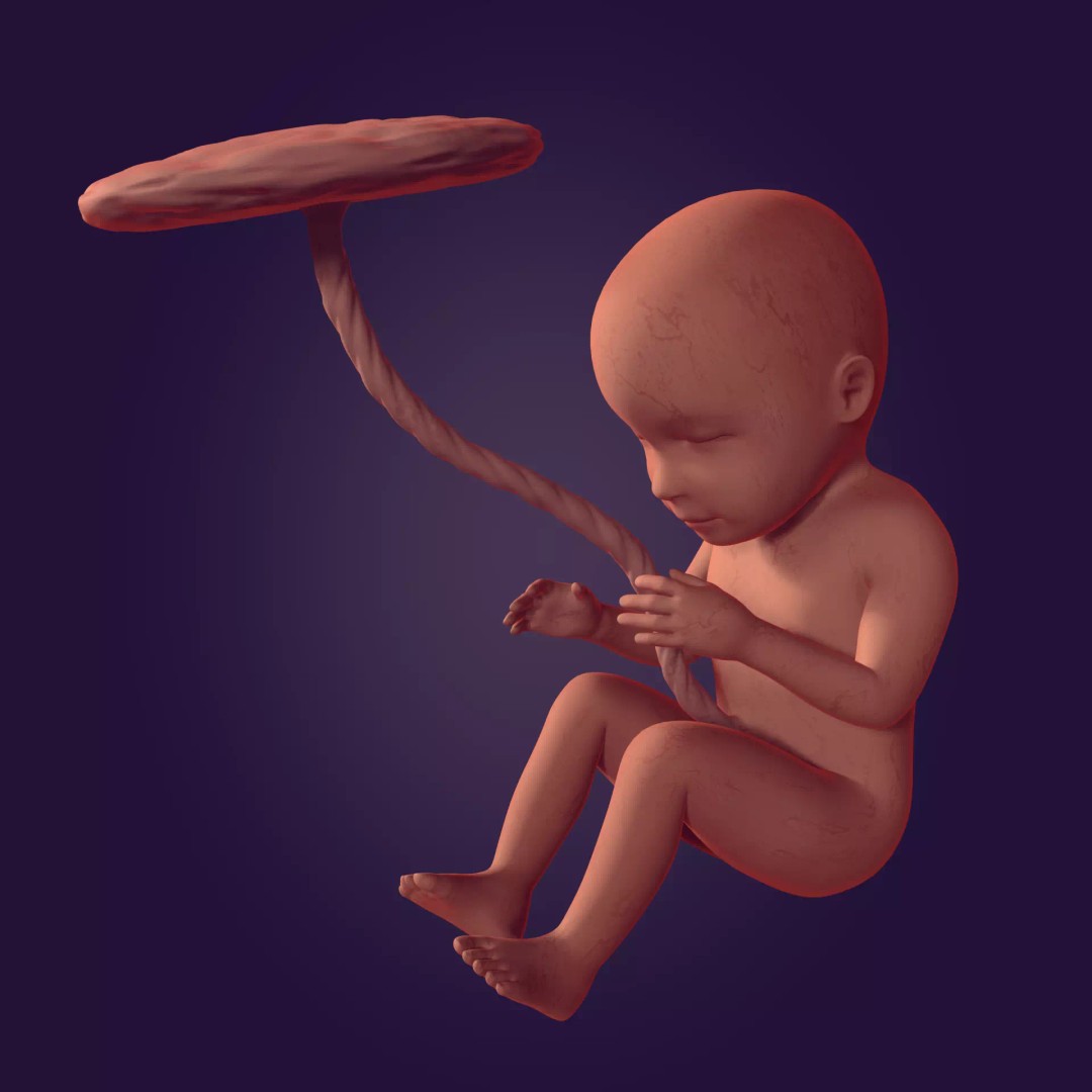 Human Fetus 3D Model – Textured Low Poly Anatomy Asset, Blender - View 2
