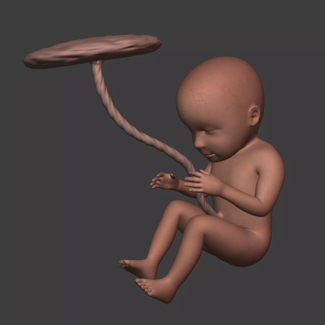Human Fetus 3D Model – Textured Low Poly Anatomy Asset, Blender - View 3