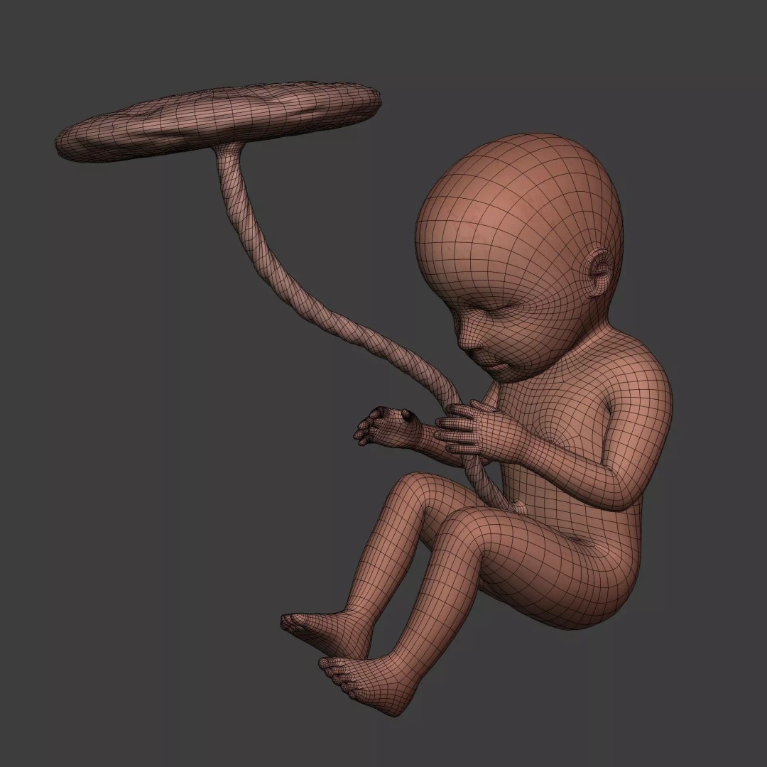 Human Fetus 3D Model – Textured Low Poly Anatomy Asset, Blender - View 4
