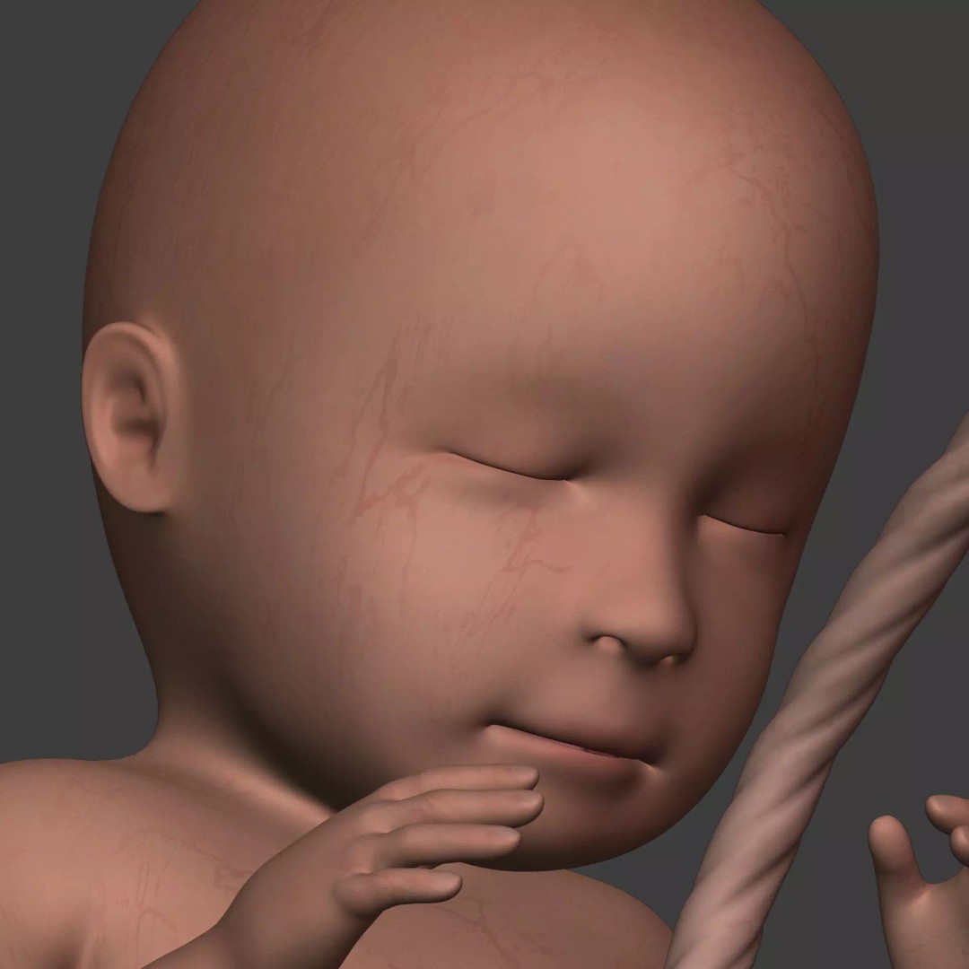 Human Fetus 3D Model – Textured Low Poly Anatomy Asset, Blender - View 5
