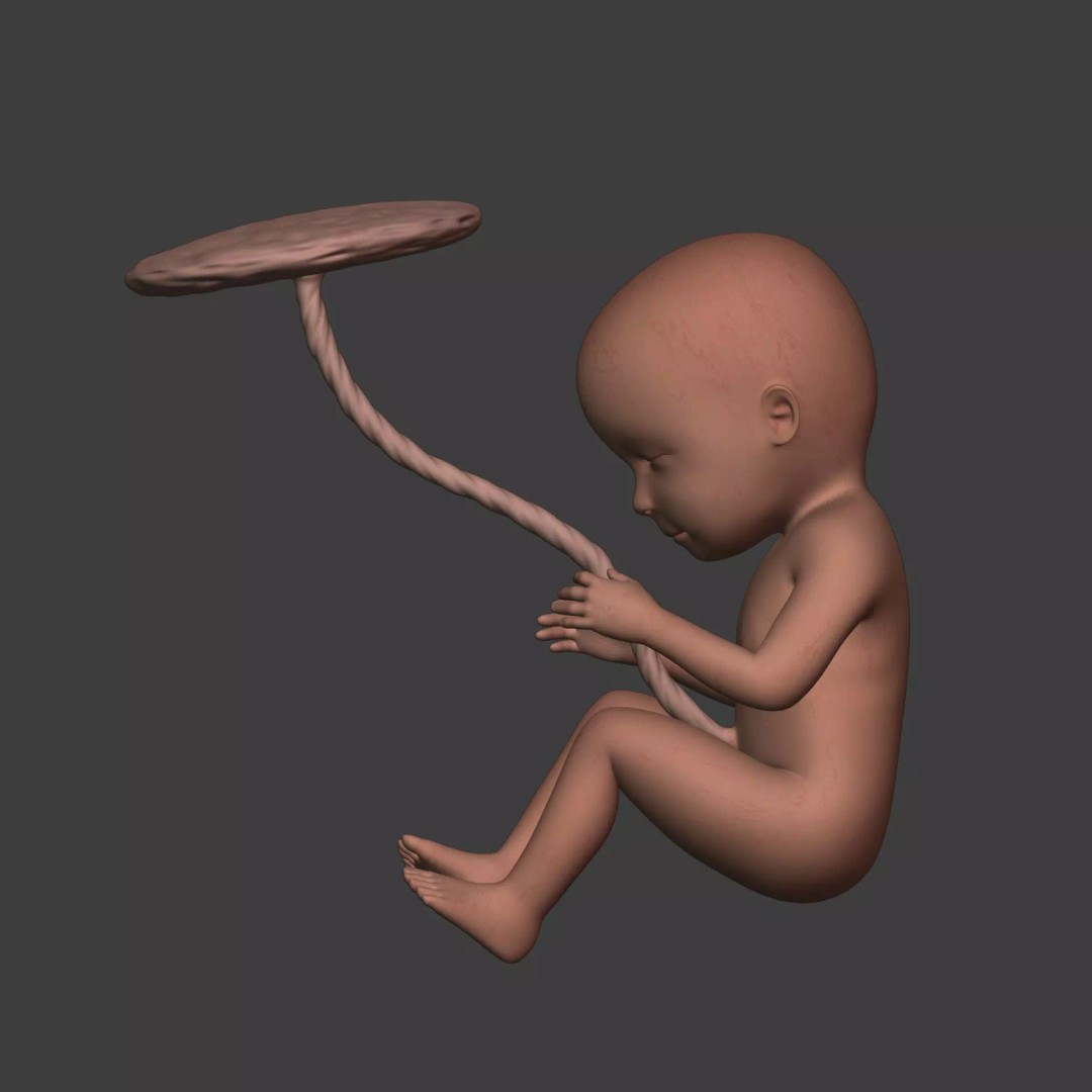 Human Fetus 3D Model – Textured Low Poly Anatomy Asset, Blender - View 6
