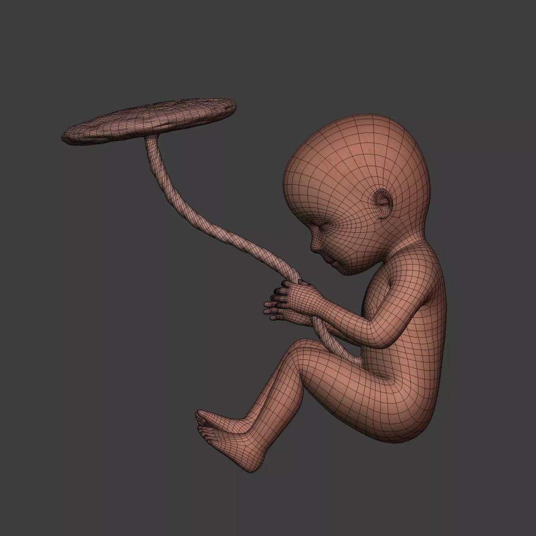 Human Fetus 3D Model – Textured Low Poly Anatomy Asset, Blender - View 7