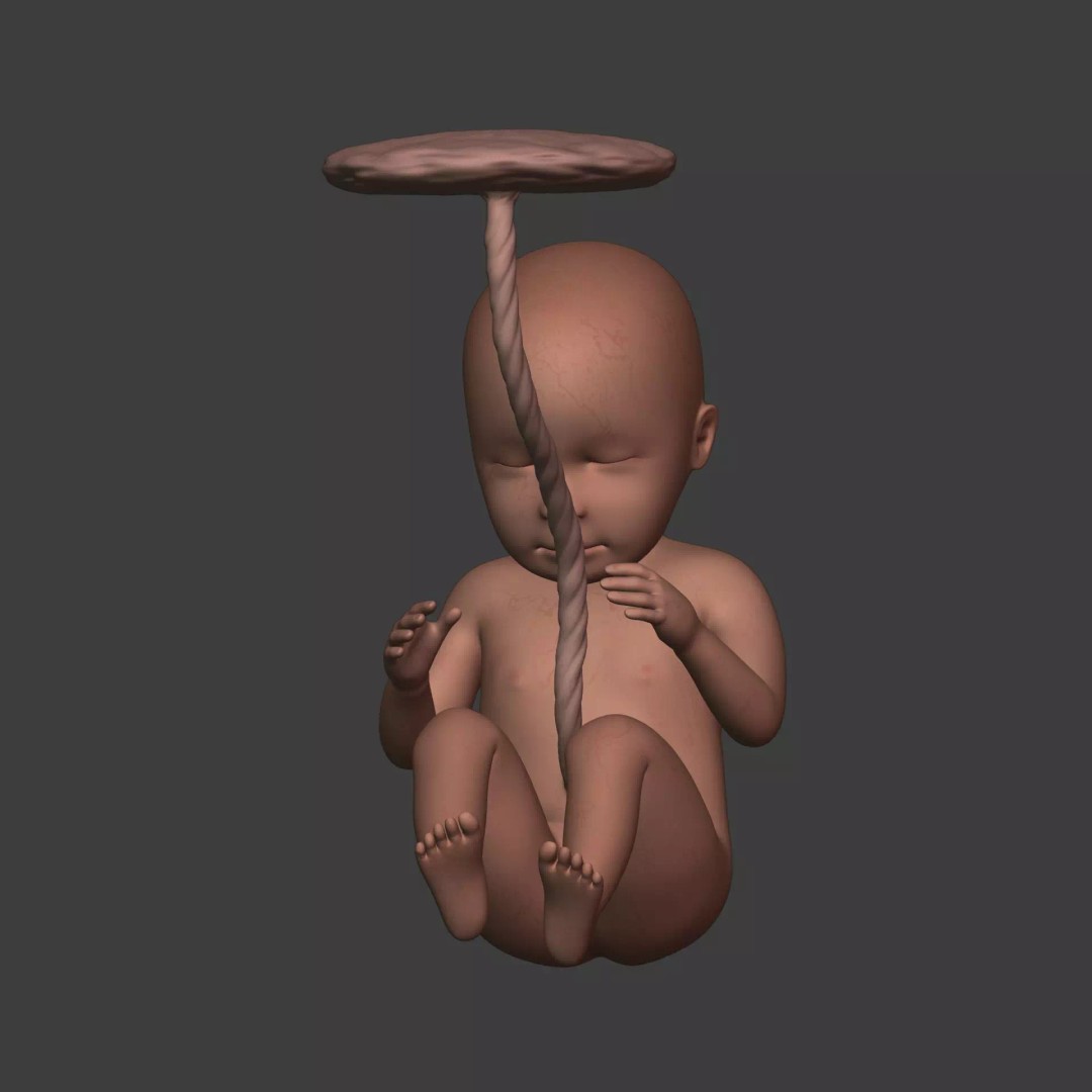 Human Fetus 3D Model – Textured Low Poly Anatomy Asset, Blender - View 9