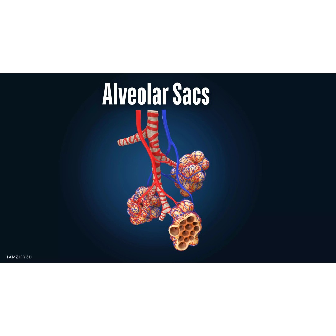 Alveolar Sacs 3D Model – Low Poly Human Respiratory System, FBX - View 2
