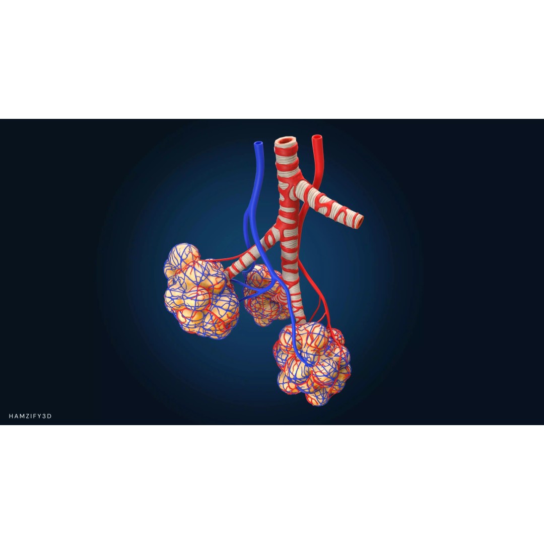 Alveolar Sacs 3D Model – Low Poly Human Respiratory System, FBX - View 3