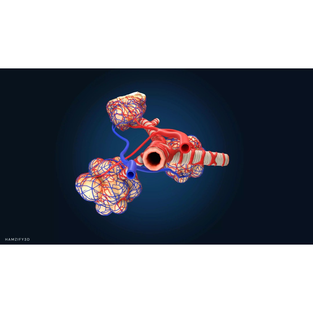 Alveolar Sacs 3D Model – Low Poly Human Respiratory System, FBX - View 4