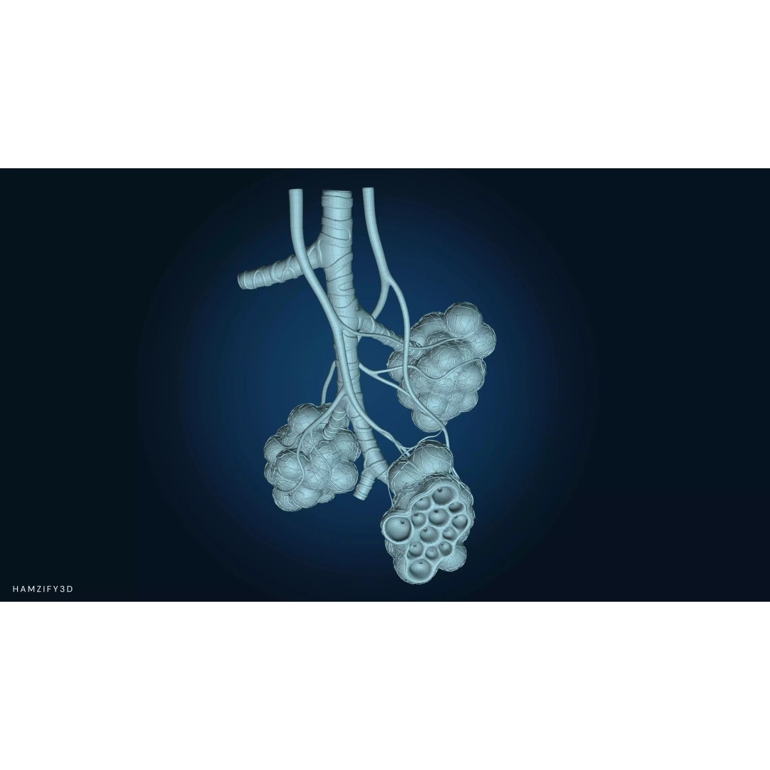 Alveolar Sacs 3D Model – Low Poly Human Respiratory System, FBX - View 5